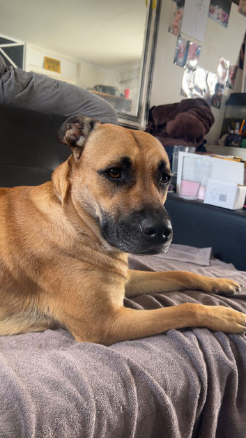 Rehoming this beauty unfortunately:(