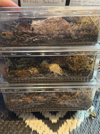 Tropical grey isopods