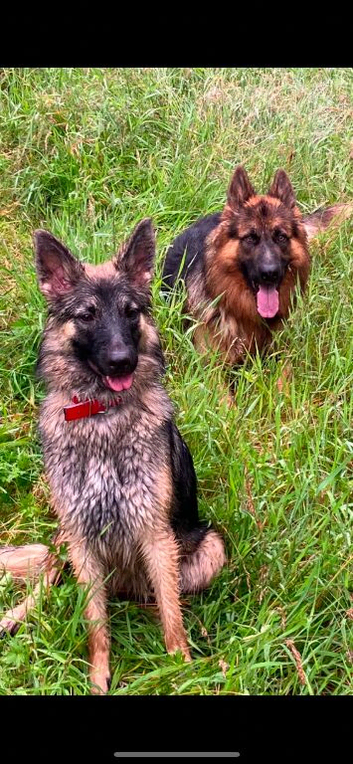 German shepherd pups