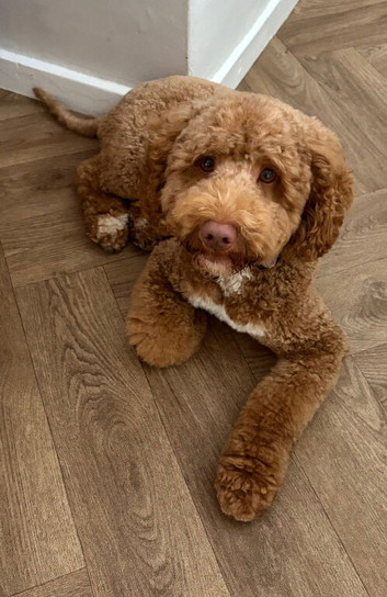 Proven red cockapoo