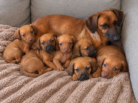 Dachshund puppies