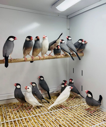 Java finches