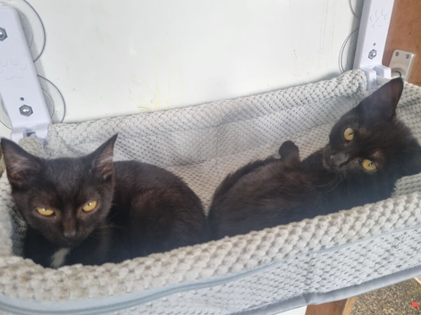 3 female (older) kittens for sale