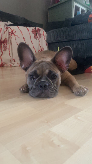 Male full breed frenchie