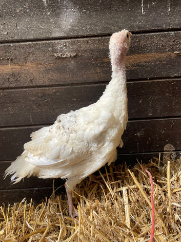 Rare blue crollwitzer turkeys