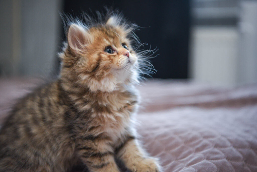 1 british longhair girl