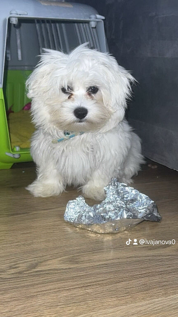 Beautiful Maltese puppy looking for a new home