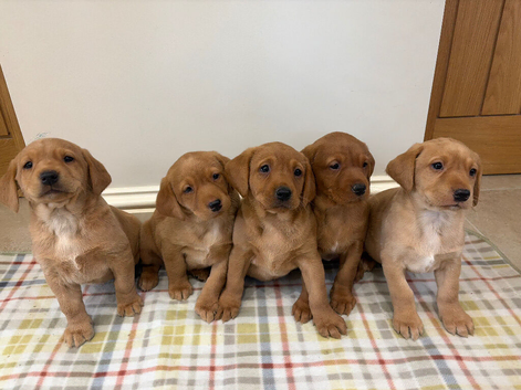 Kc Red Labs