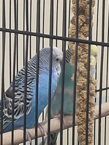 Two budgies with cage.