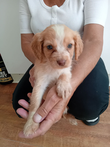 4beautiful puppies for sale