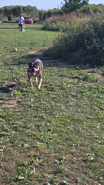 Large breed