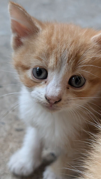 Kittens