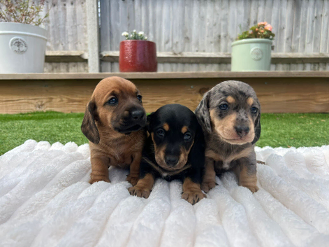 Miniature dachshund puppies for sale - ready after September 30th