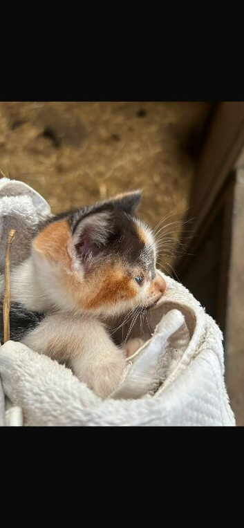 6 kittens available