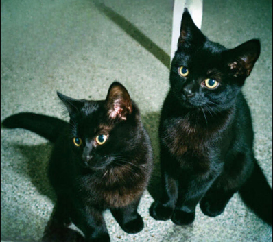 Mixed British shorthair kittens 40 for the pair
