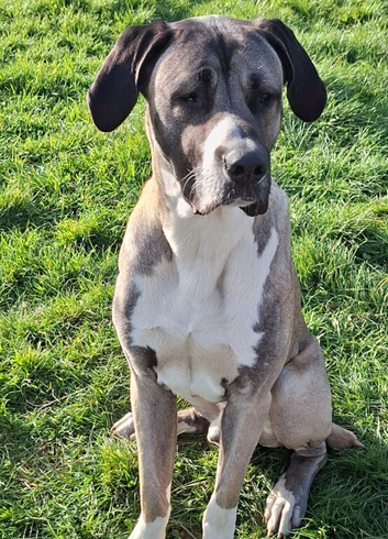 Beautiful Male Bully Kutta x Turkish Kangal x Alabai