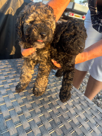 Cockapoo puppies for sale