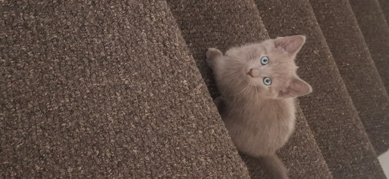 Beautiful Russian blue x british shorthair kittens