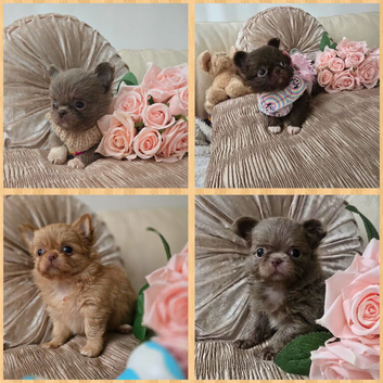 Xx stunning chihuahua longcoat puppies Xx