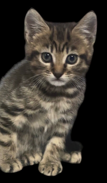 Kitten