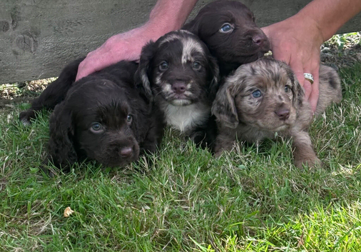 Cocker spaniel puppies