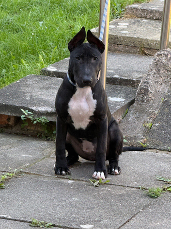 Black Female EnglishBull Terrier