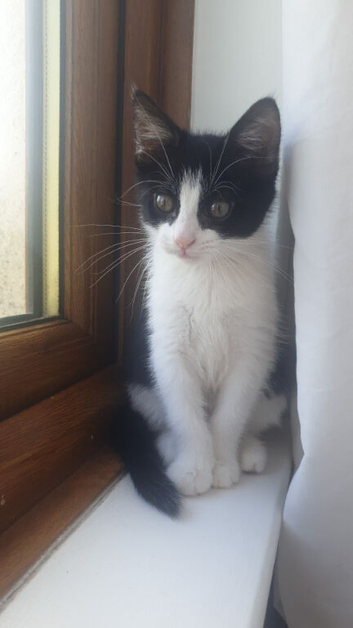 Kitten