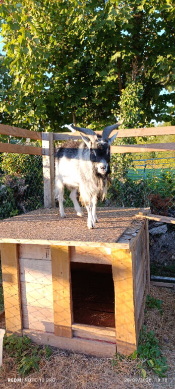 Pigmy billy goat