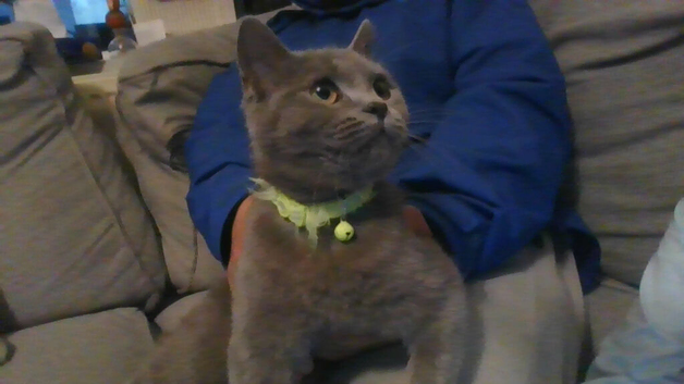 &pound;300 british shorthair girl