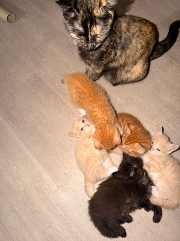 5 beautiful kittens