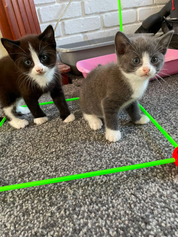 Ragdoll cross russian blue kittens