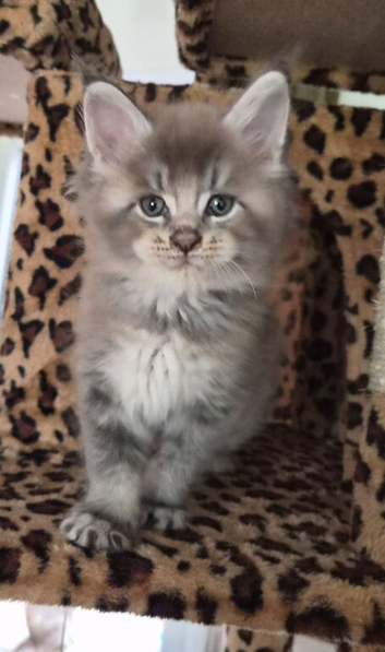 Maine coon pedigree kittens