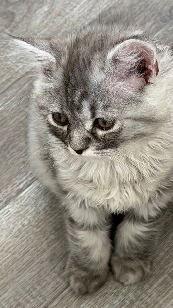 Chinchilla Persian Kitten