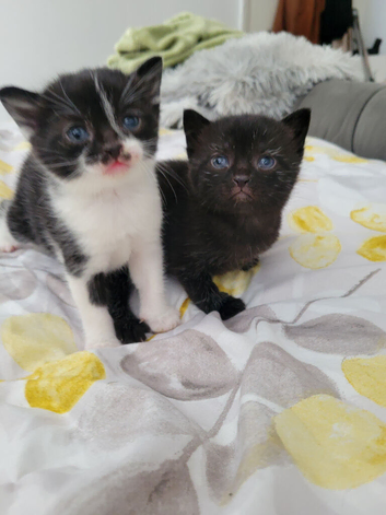 Britsh  kittens