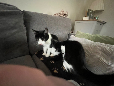 2 month old kittens for sale