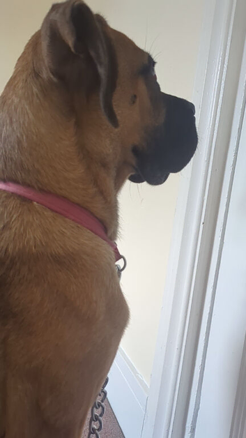 Re homing a boxer cross