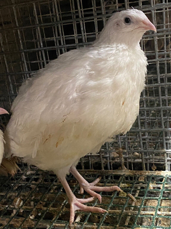 Jumbo quail chicks