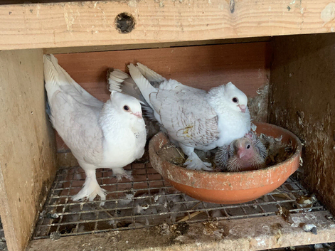 Classic Old Frill - Breeding pairs