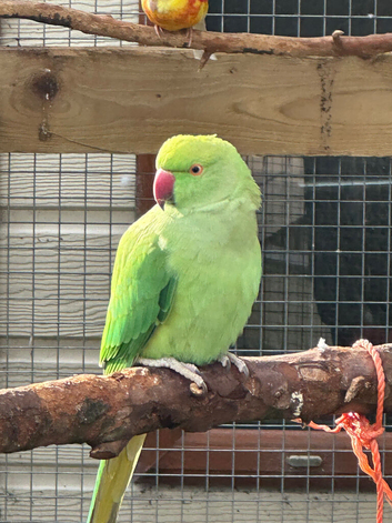 irn for sale- needs an aviary