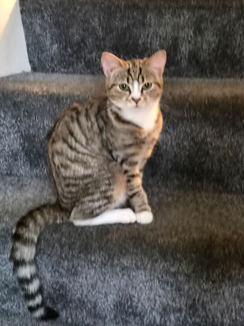 Cat for sale
