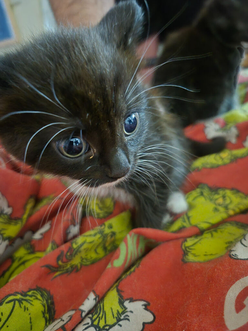 3 beautiful male kittens