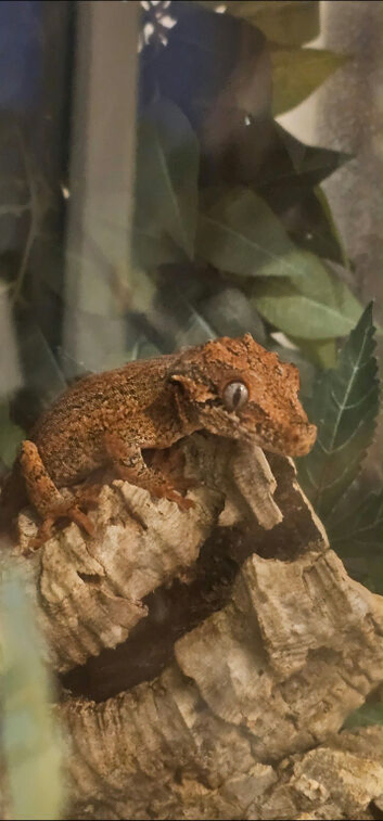 Male Gargoyle Gecko + Full Bioactive Exo Terra Setup