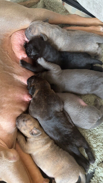 cane corso x pocket bully
