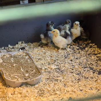 Bantam chicks for sale