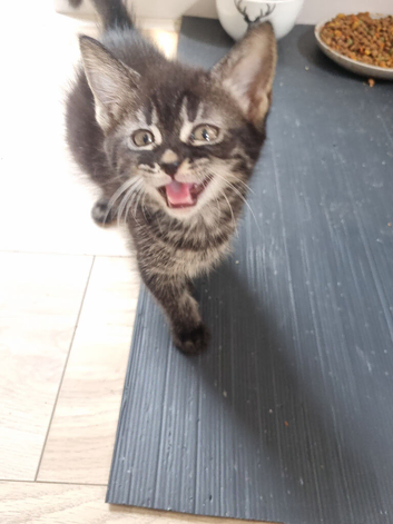 Bengal x Norwegian Forrest kittens