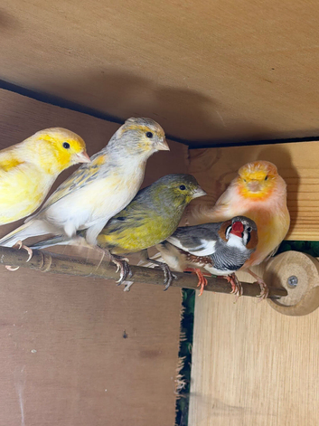 Canary's