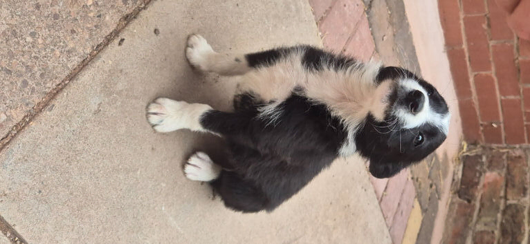 Border collie puppies