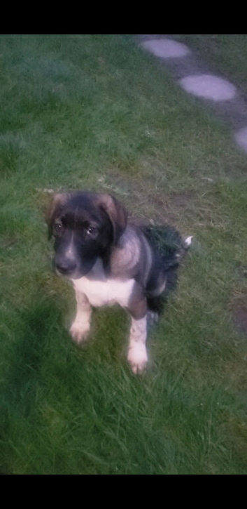 6 months puppy male for sale caucasian shepherd cross german mali