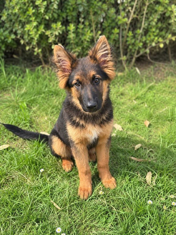 Long haired German shepherd male boy puppy