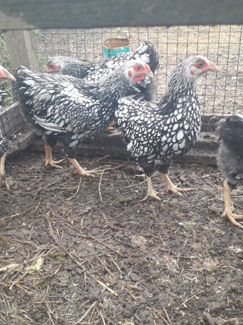 silver laced wyandottes  pics are early in year now mature will add more pics